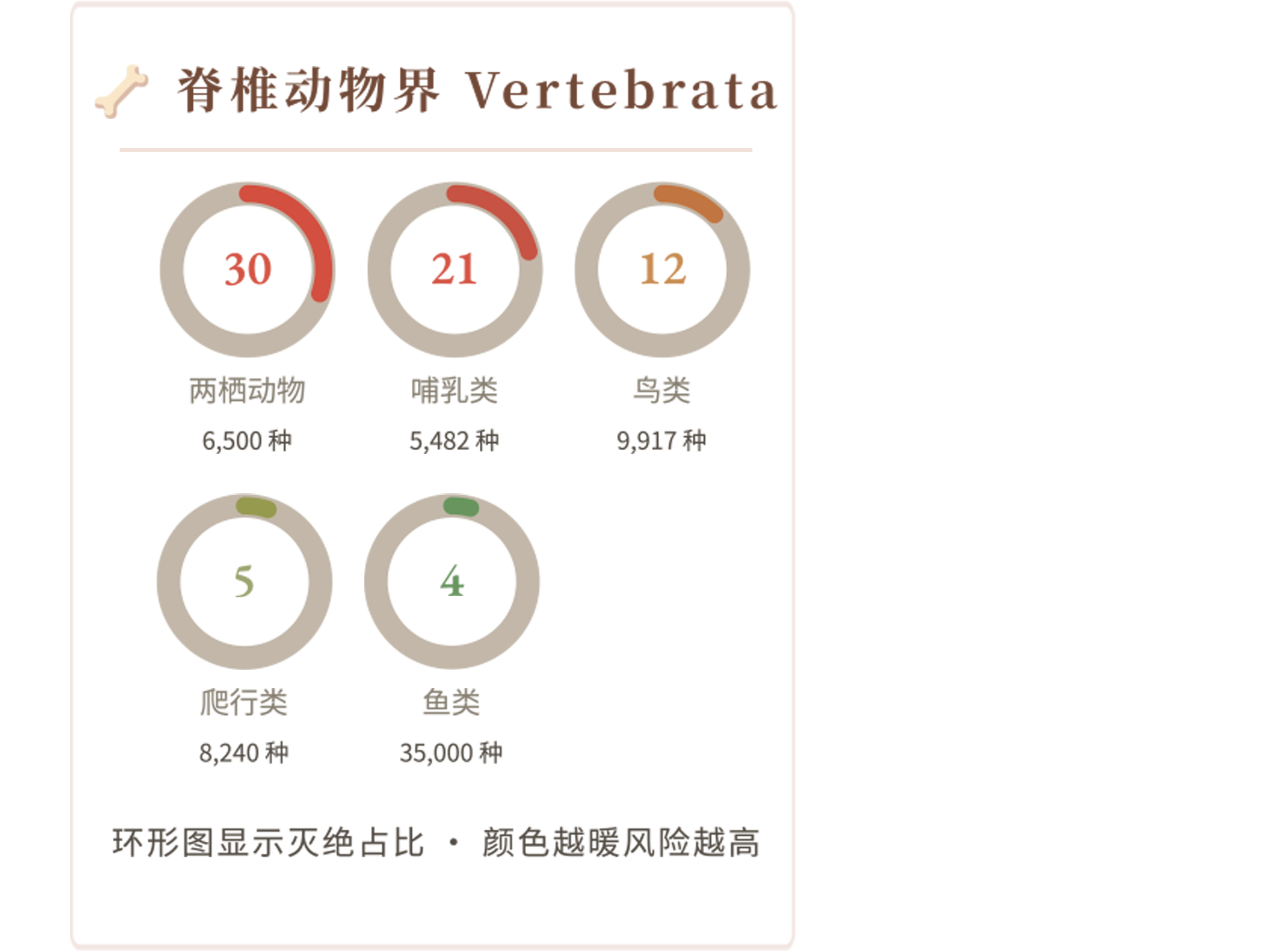 脊椎动物